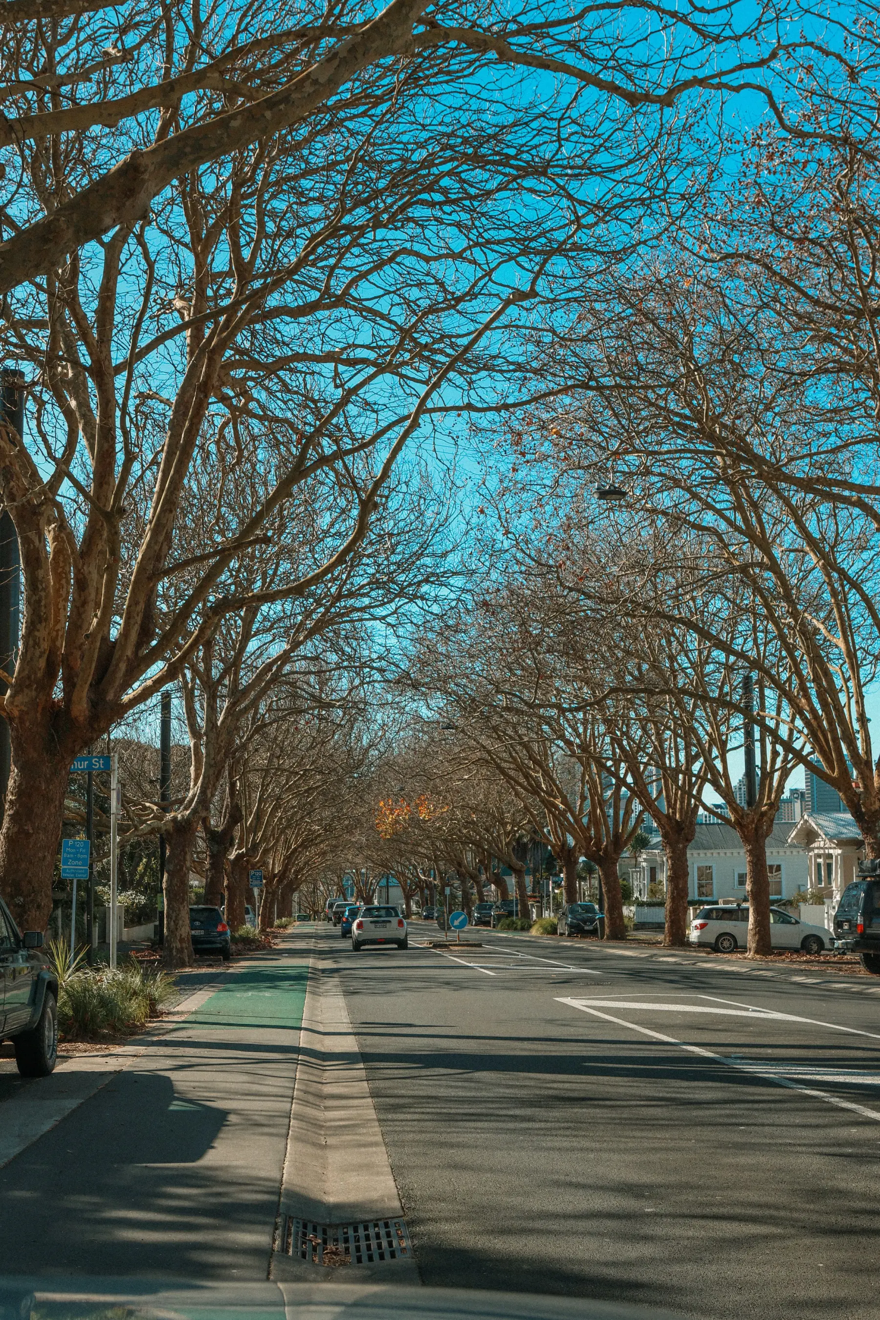 Tree lined residential avenue in Ponsonby, Auckland